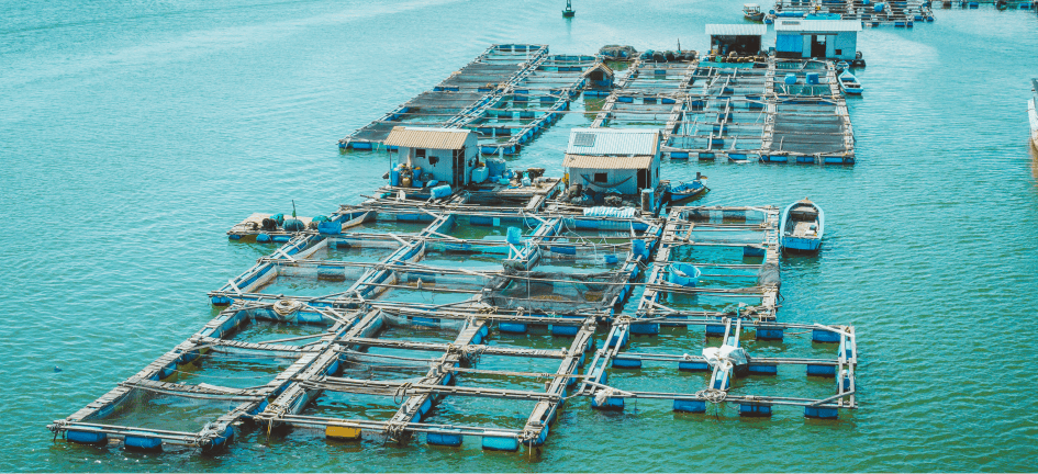 Aquaculture